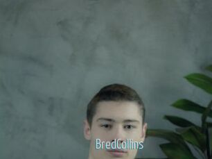 BredCollins