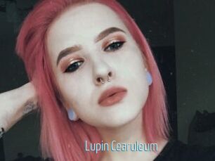 Lupin_Cearuleum